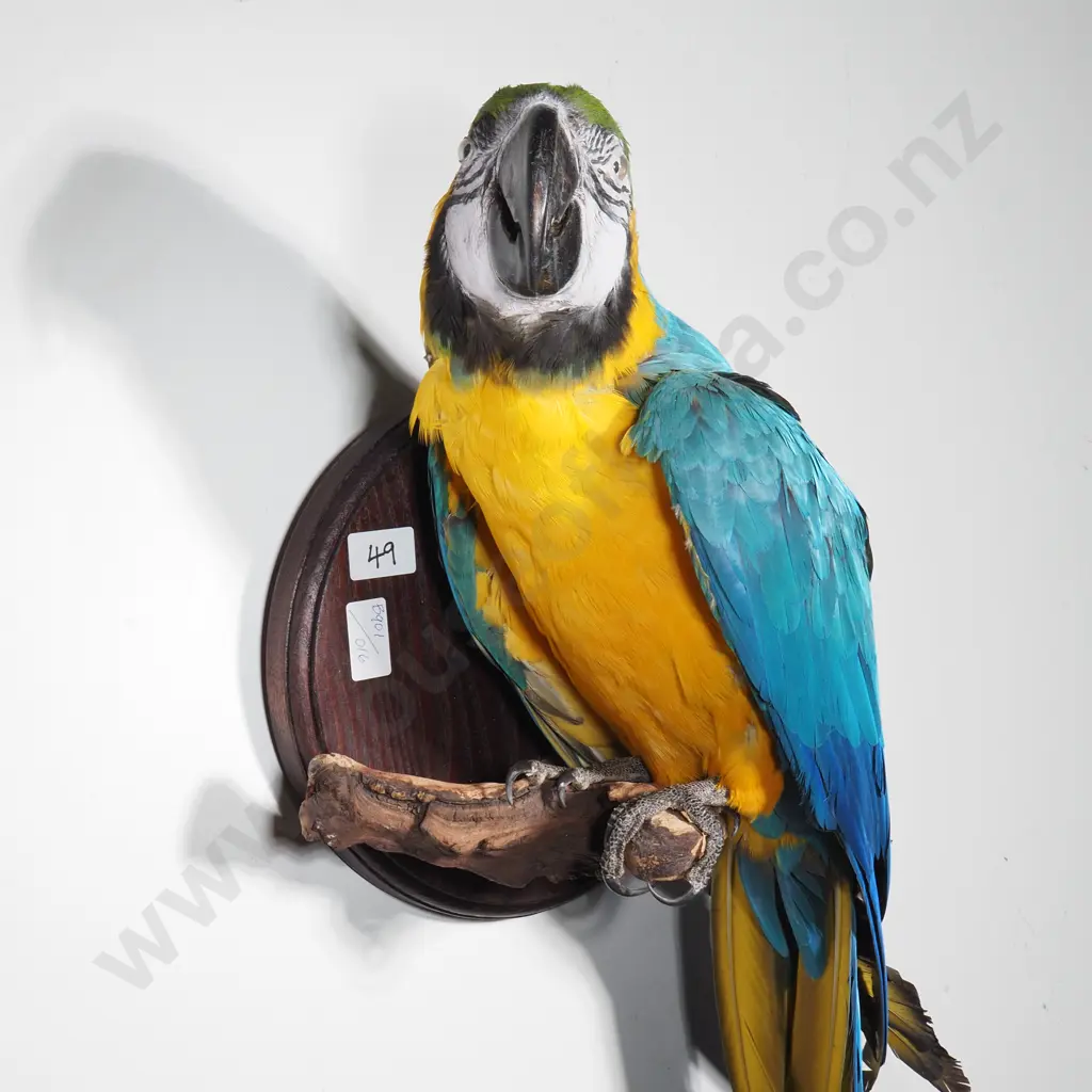 Wall Mounted Perching Blue and Gold Macaw Image 1++