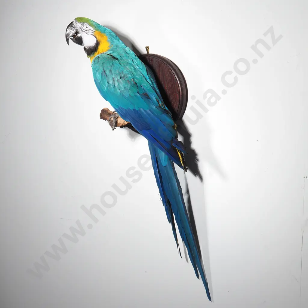 Wall Mounted Perching Blue and Gold Macaw Image 1++