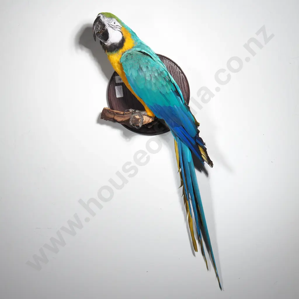 Wall Mounted Perching Blue and Gold Macaw Image 1++