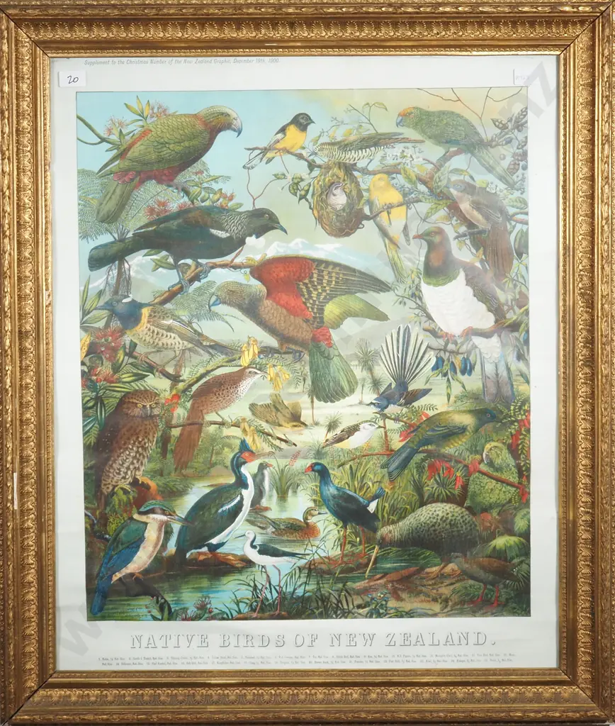 William Shaw Diedrich Schmidt - 'Native Birds of New Zealand',  Vintage Gilt Framed Chromolithograph Image 1++