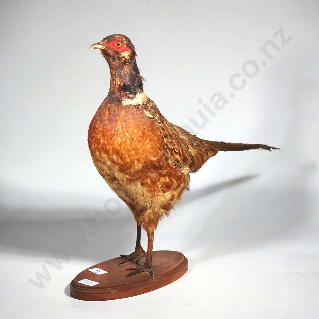 Standing Mount of a Male Ring Necked Pheasant Image 1++