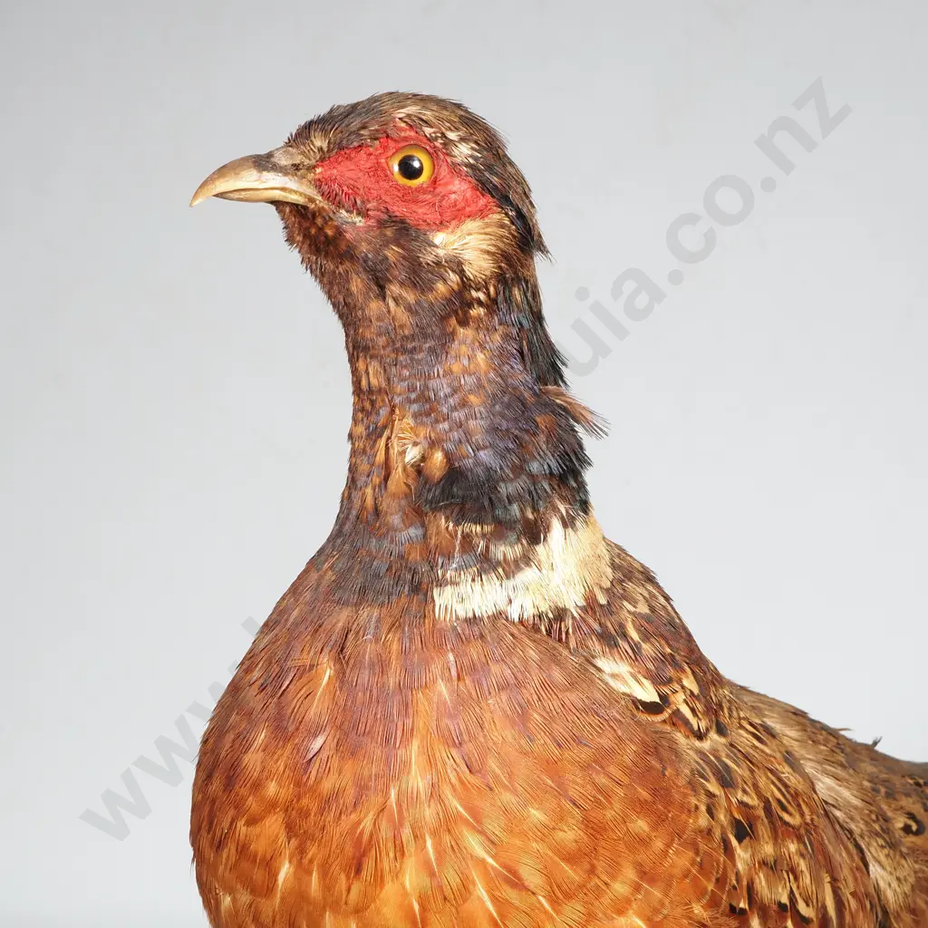 Standing Mount of a Male Ring Necked Pheasant Image 1++