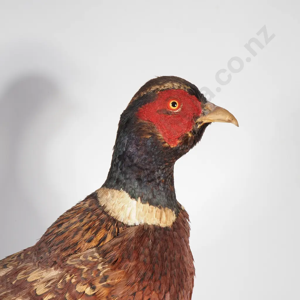 Standing Mount of a Male Ring Necked Pheasant Image 1++