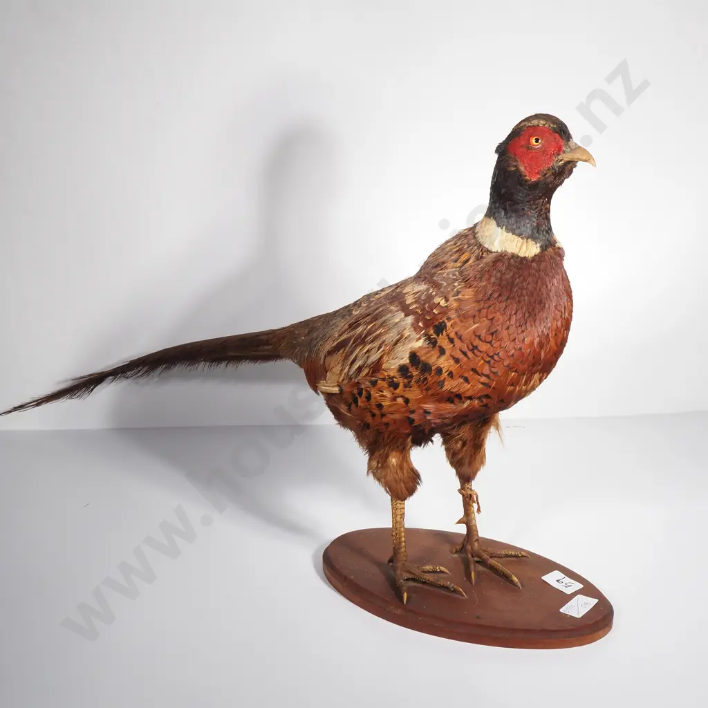 Standing Mount of a Male Ring Necked Pheasant Image 1++