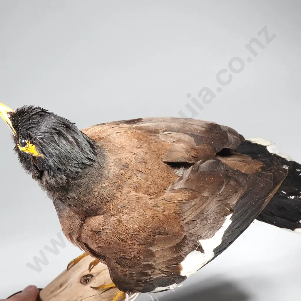 Common Indian Myna Image 1++
