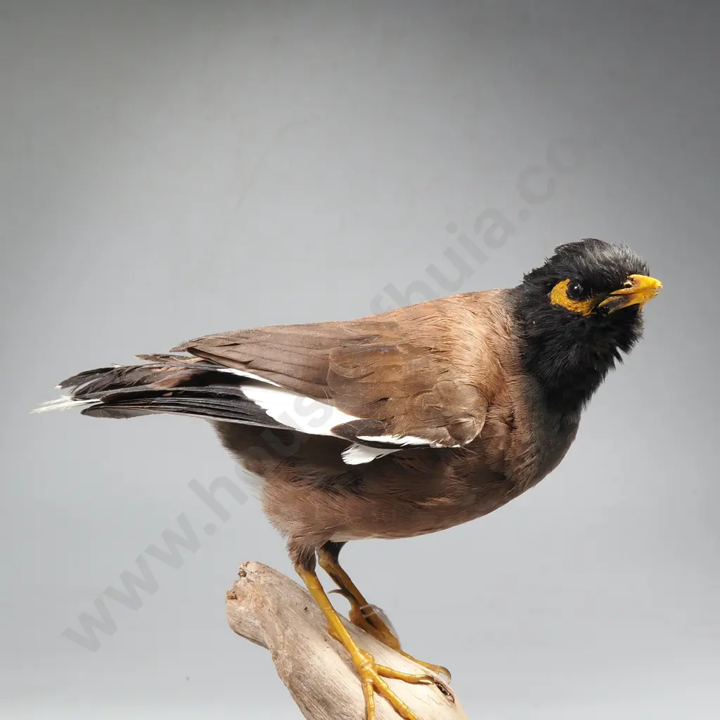 Common Indian Myna Image 1++