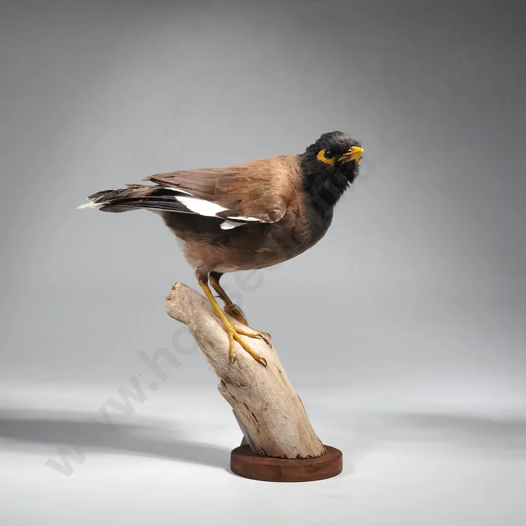 Common Indian Myna Image 1++