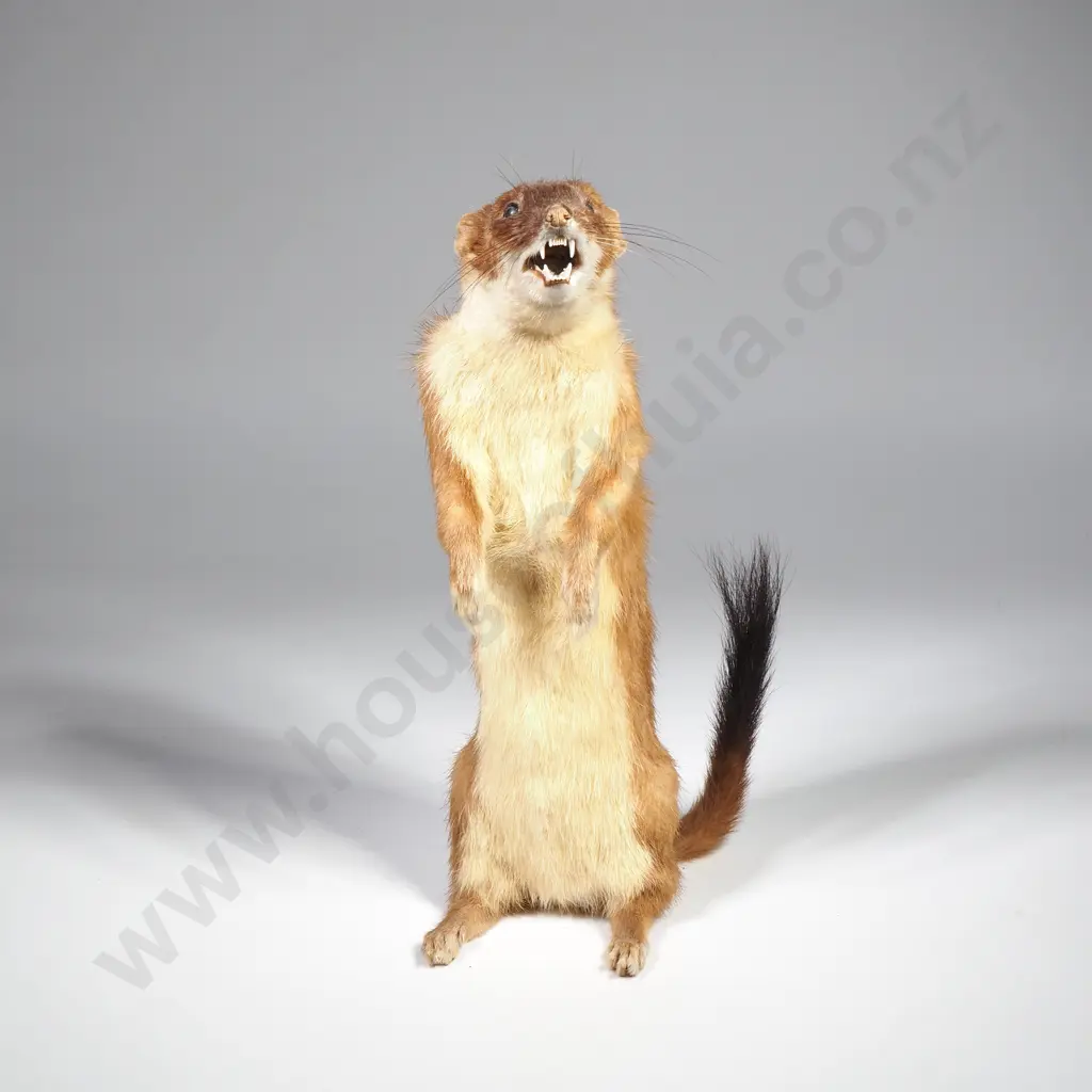 Stoat on Hind Legs Image 1++
