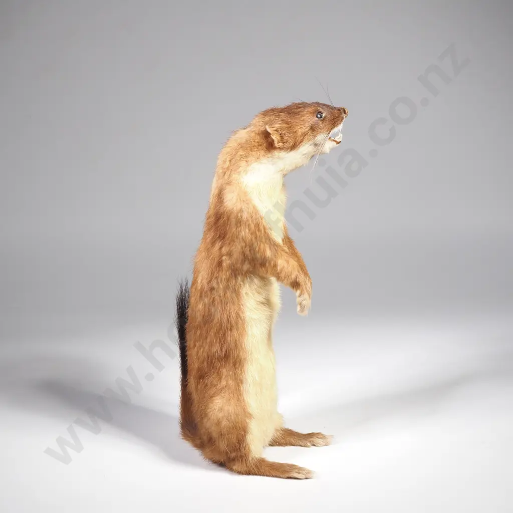 Stoat on Hind Legs Image 1++