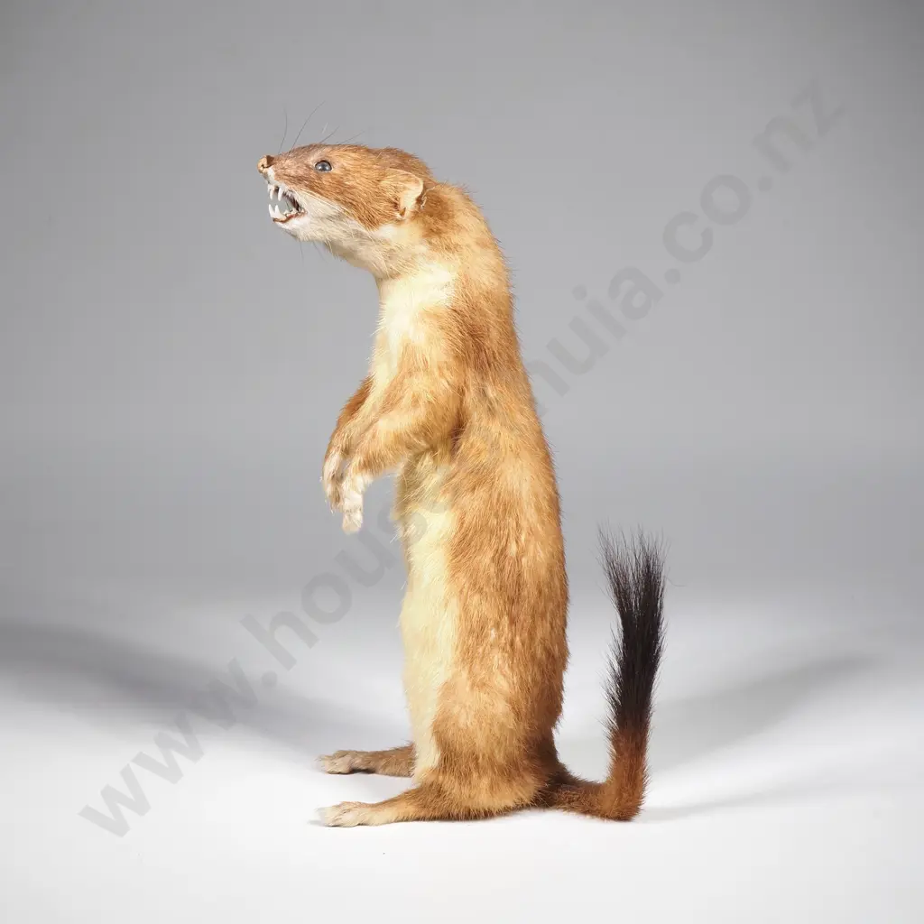 Stoat on Hind Legs Image 1++