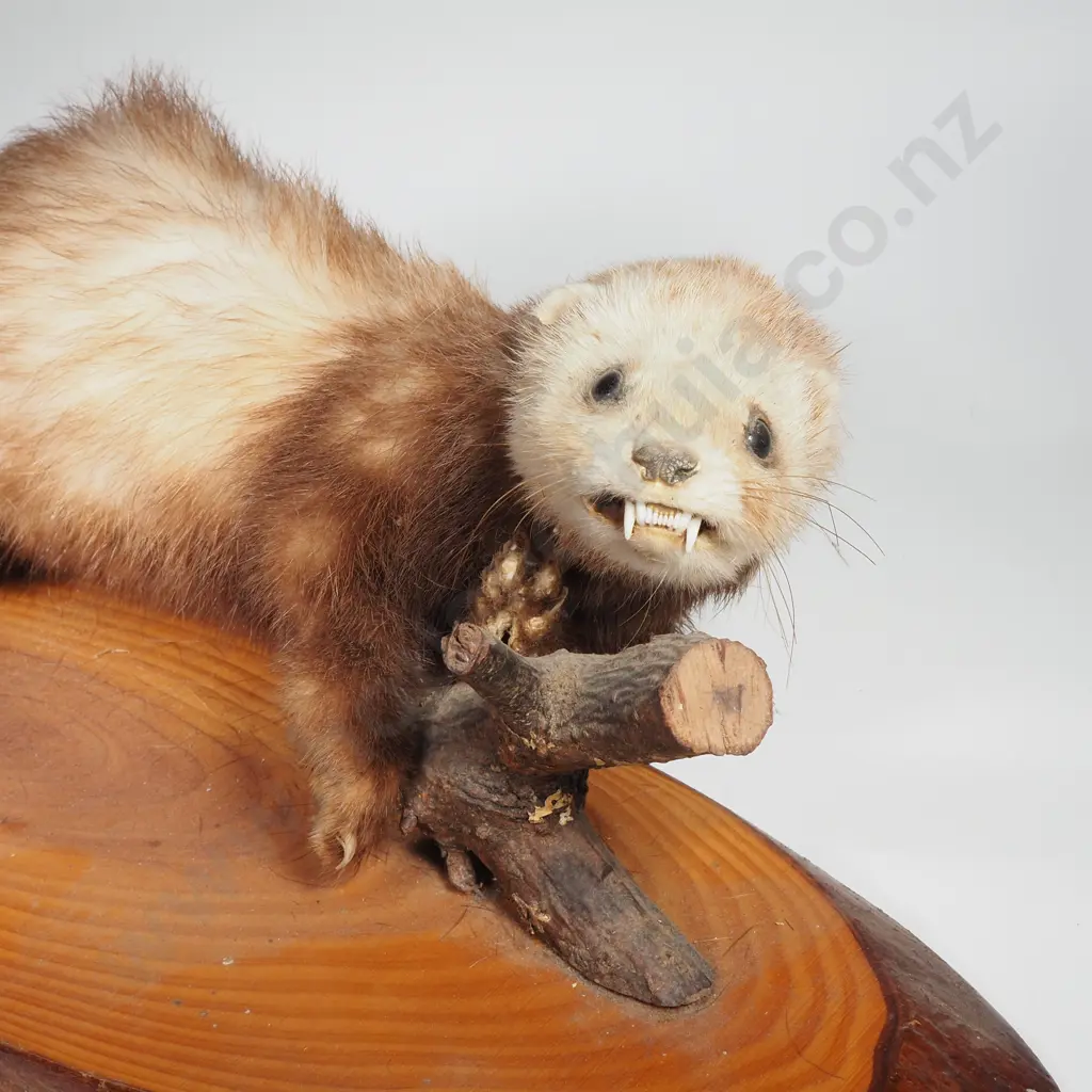 Taxidermied Ferret on a Log w a Naturalistic Branch Image 1++