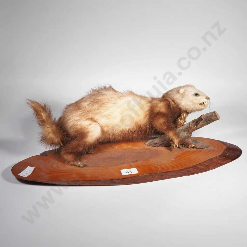 Taxidermied Ferret on a Log w a Naturalistic Branch Image 1++