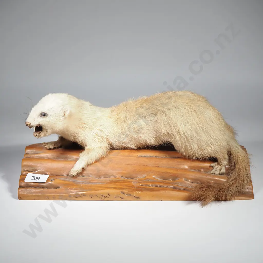 Taxidermy Stoat on Wooden Log Cutout Image 1++