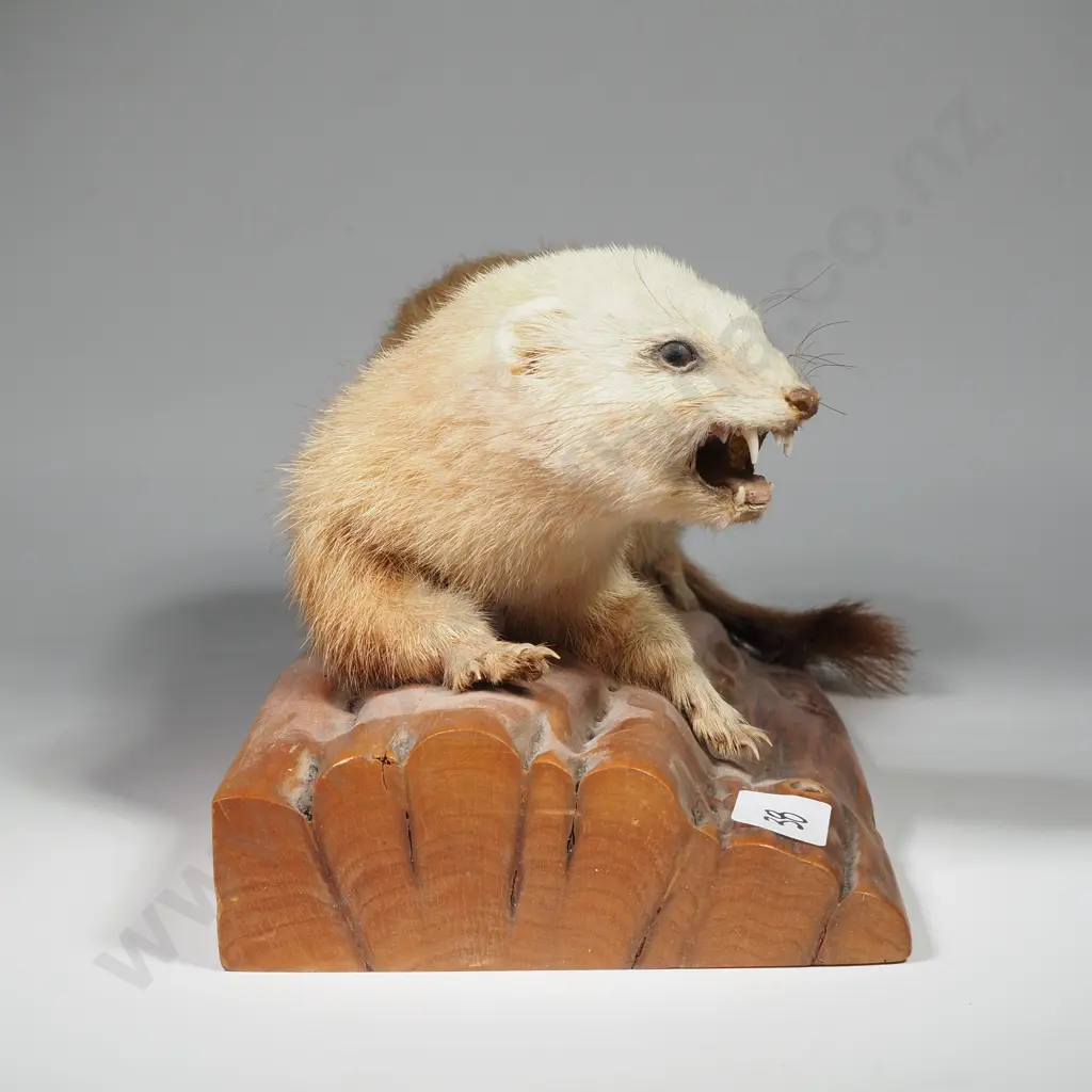Taxidermy Stoat on Wooden Log Cutout Image 1++