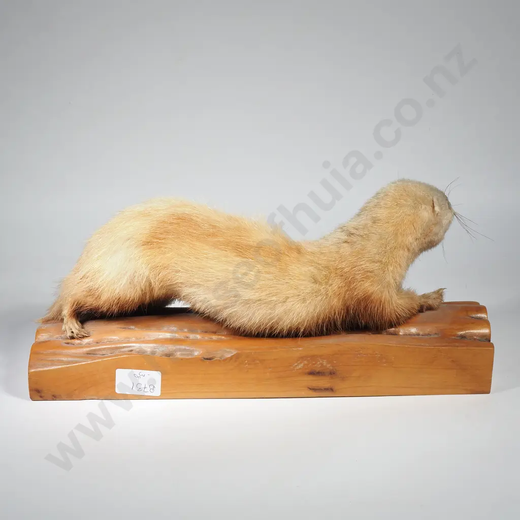 Taxidermy Stoat on Wooden Log Cutout Image 1++
