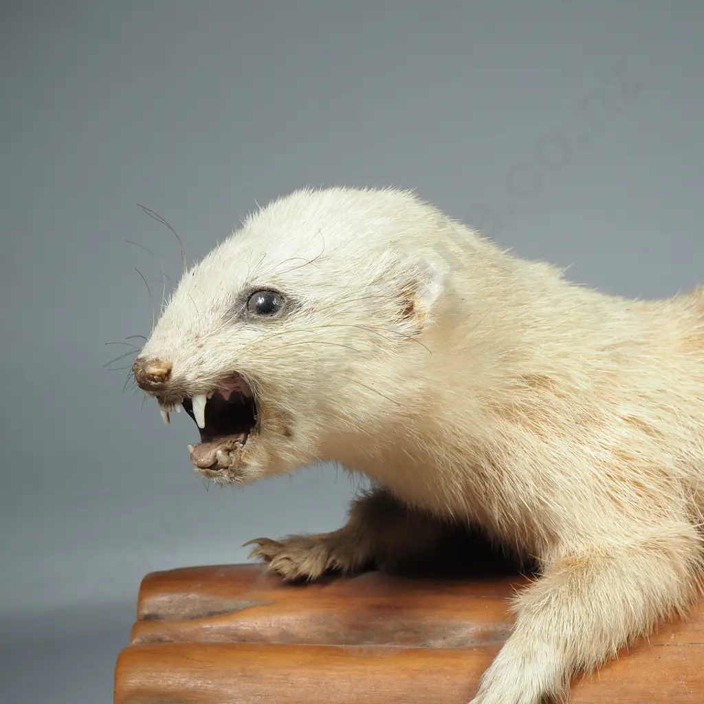 Taxidermy Stoat on Wooden Log Cutout Image 1++
