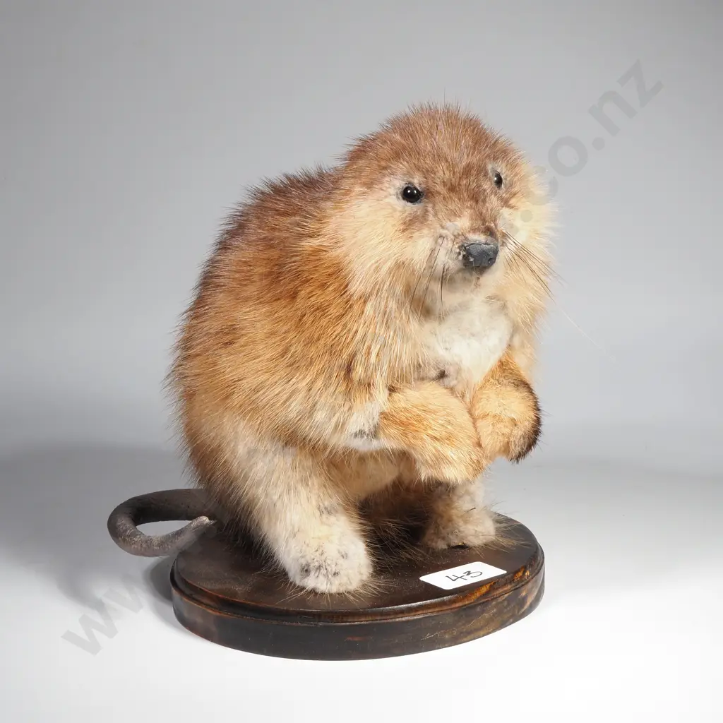 Taxidermy Muskrat on Wooden Base Image 1++