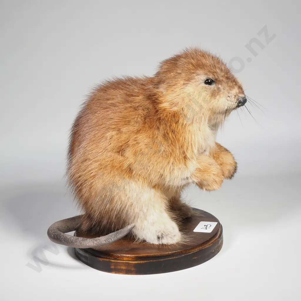 Taxidermy Muskrat on Wooden Base Image 1++