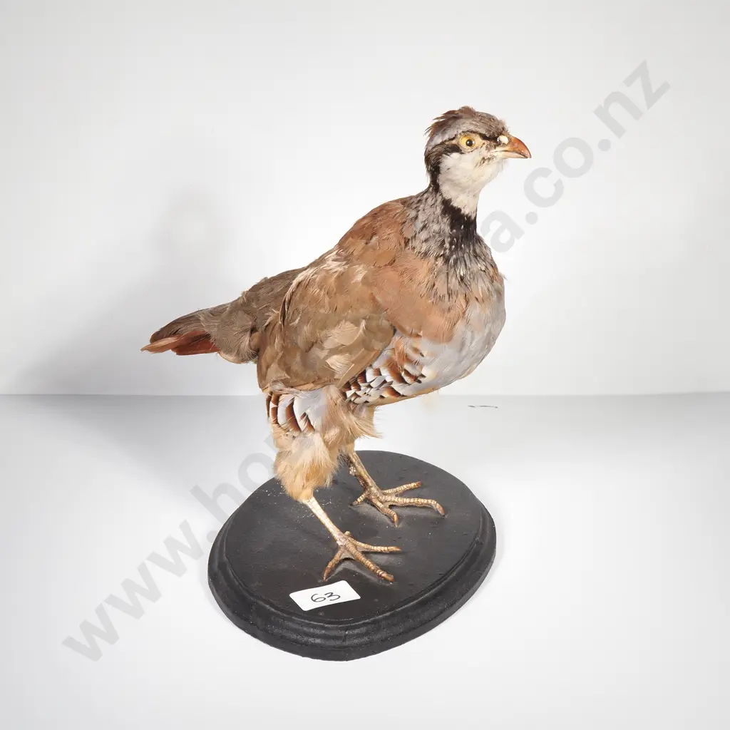 Red Legged Partridge Image 1++