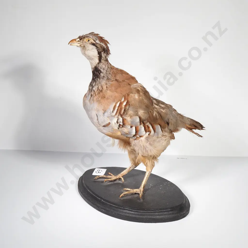 Red Legged Partridge Image 1++