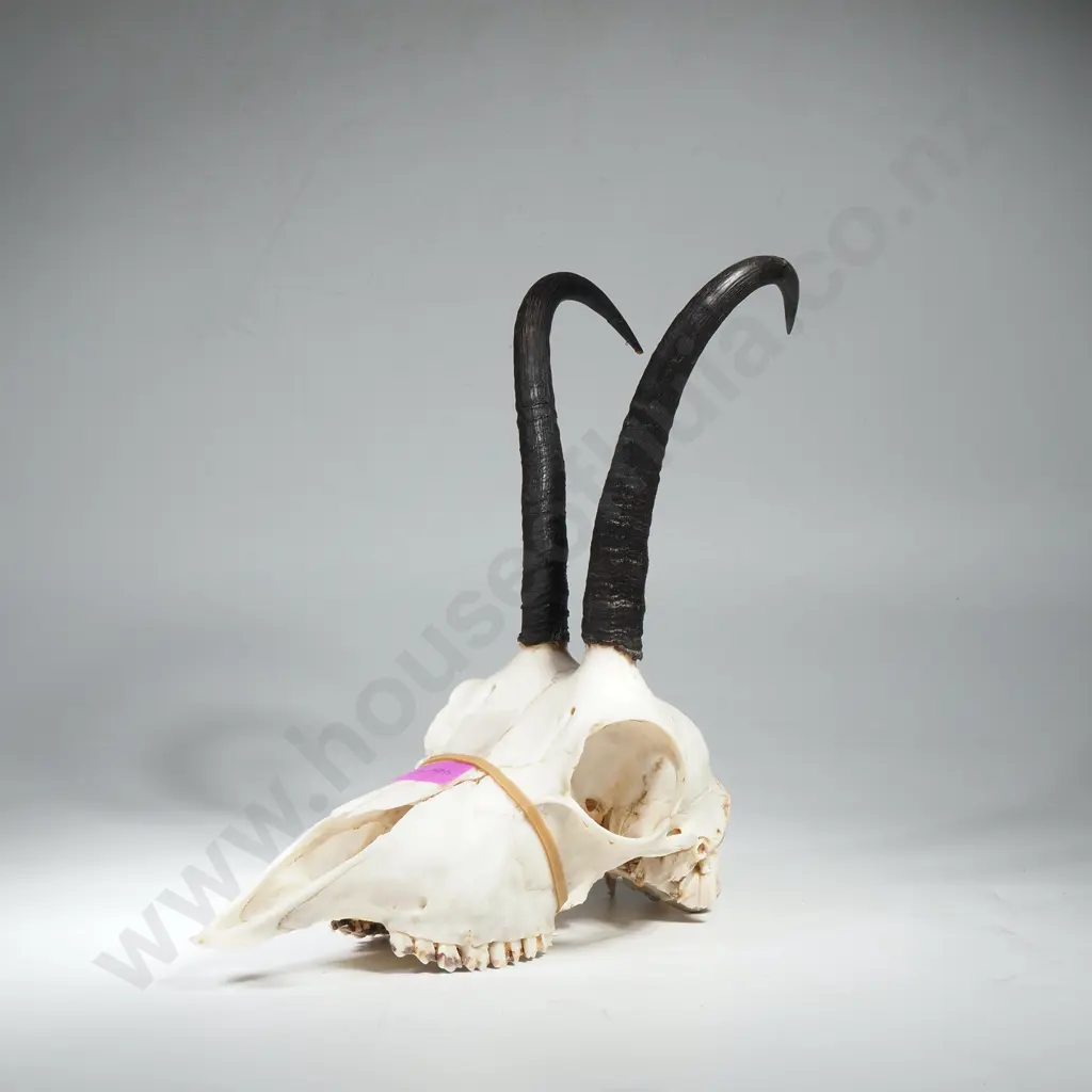 Chamois Skull w Horns Image 1++