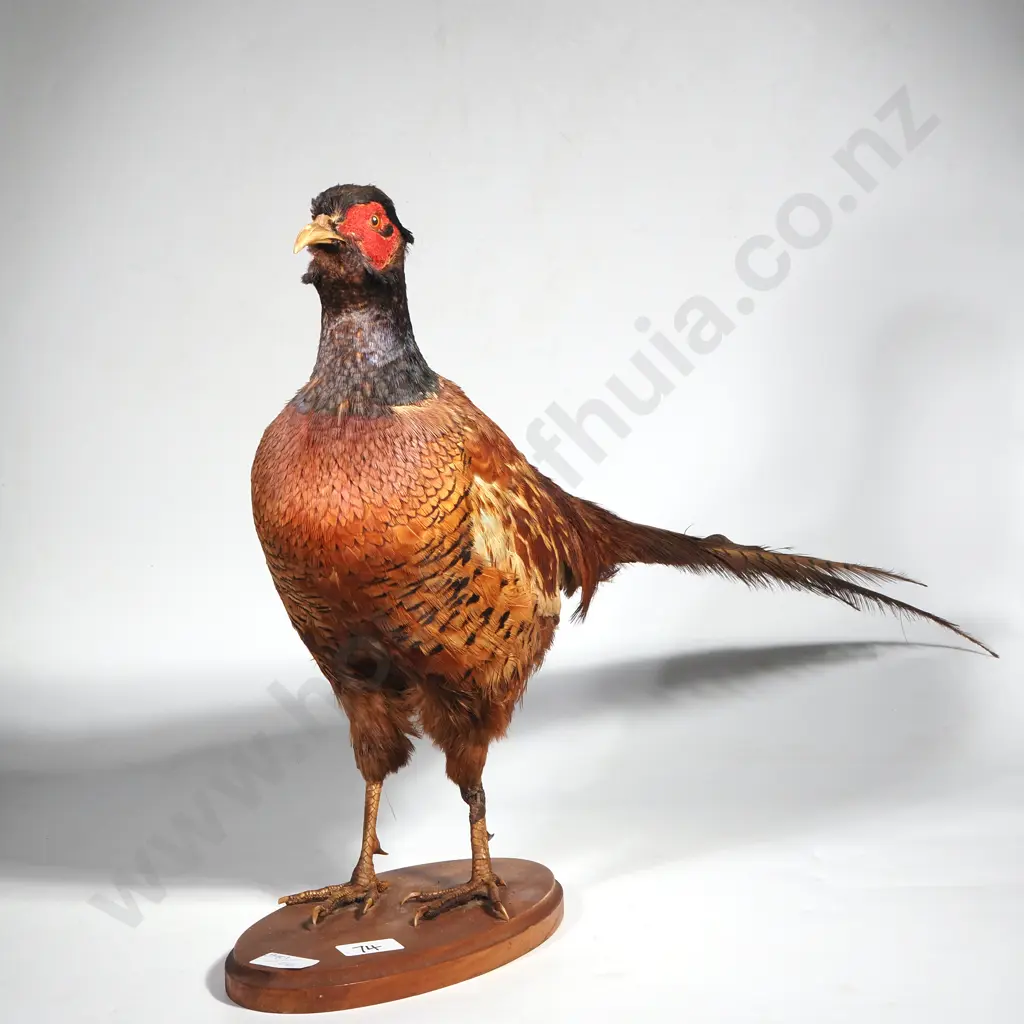 Standing Mount of a Male Ring Necked Pheasant Image 1++