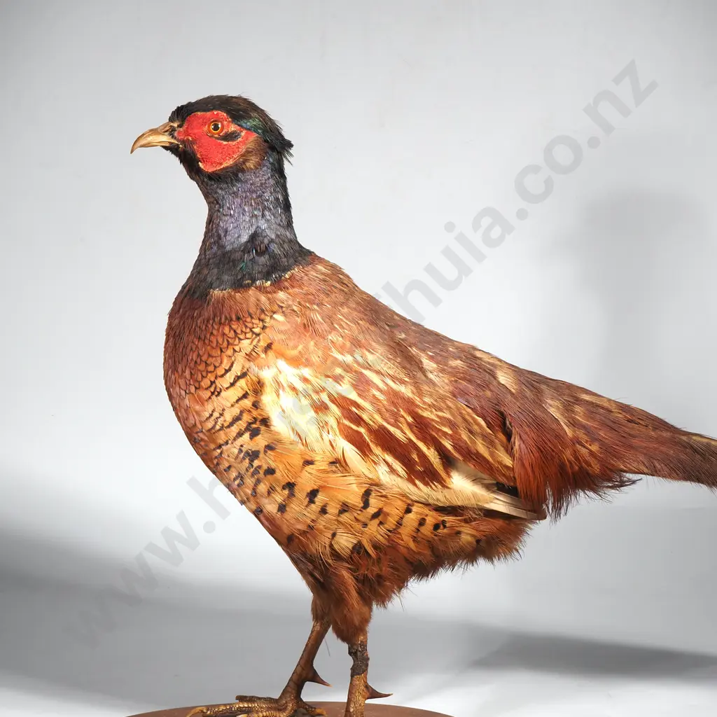 Standing Mount of a Male Ring Necked Pheasant Image 1++