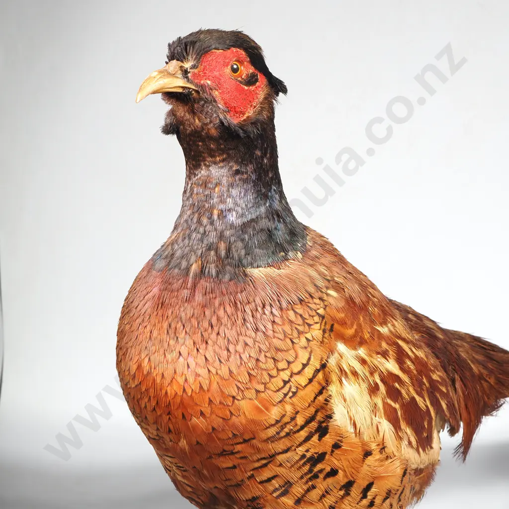 Standing Mount of a Male Ring Necked Pheasant Image 1++