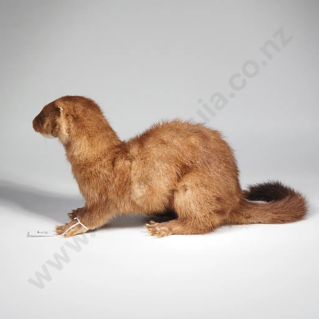 Small Taxidermy Brown Mustelid Mink Image 1++