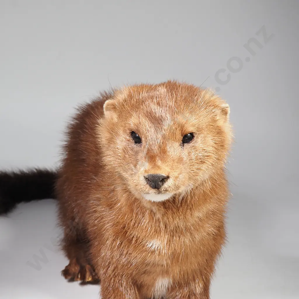 Small Taxidermy Brown Mustelid Mink Image 1++