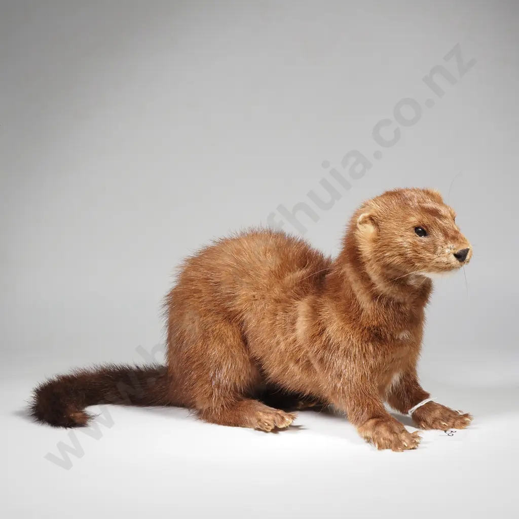 Small Taxidermy Brown Mustelid Mink Image 1++