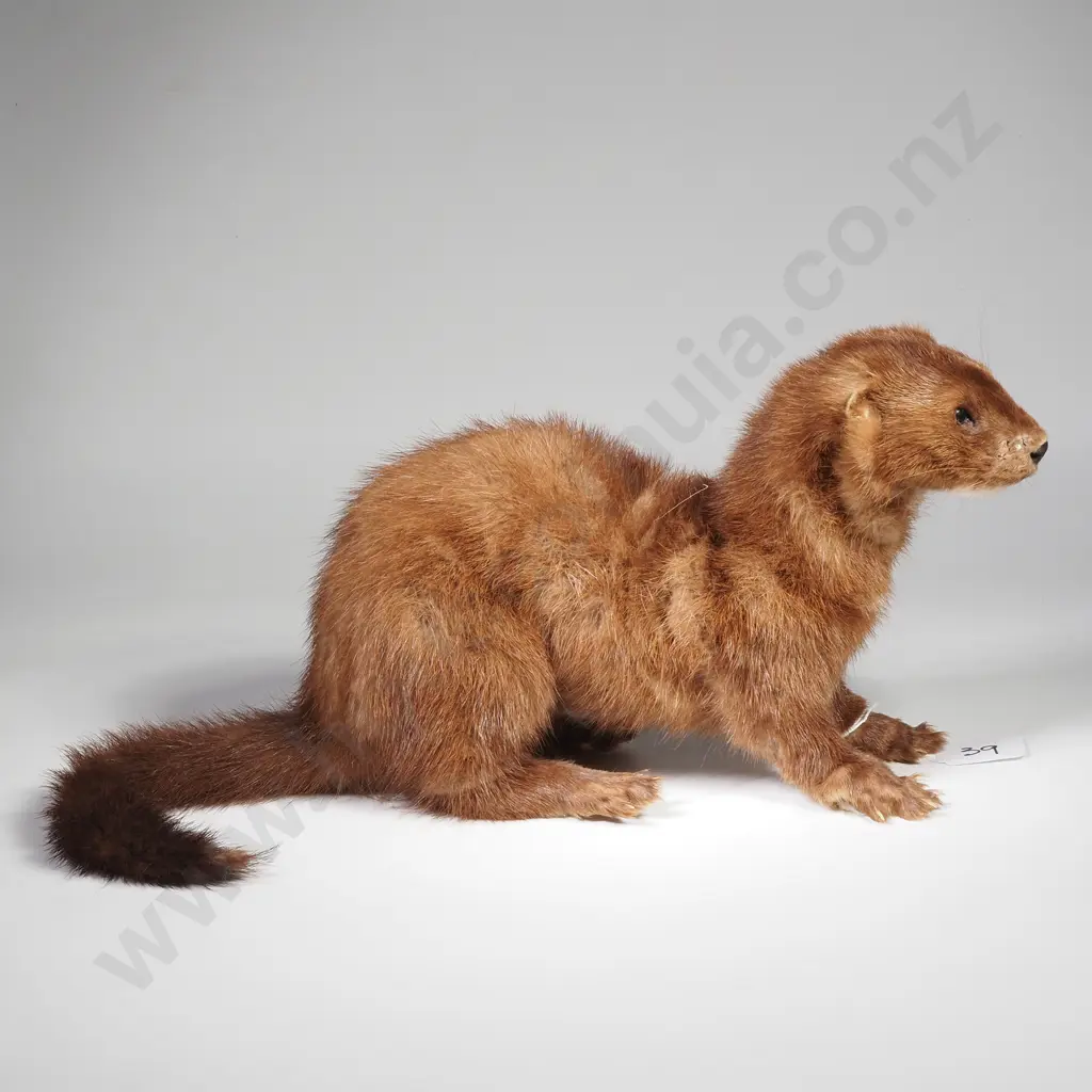 Small Taxidermy Brown Mustelid Mink Image 1++