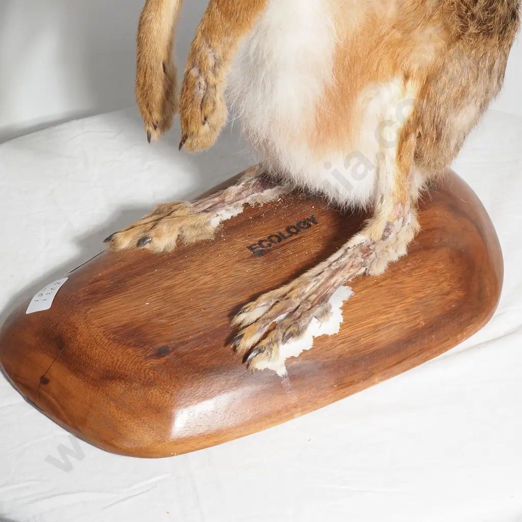 European Brown Hare on Wooden Base Image 1++