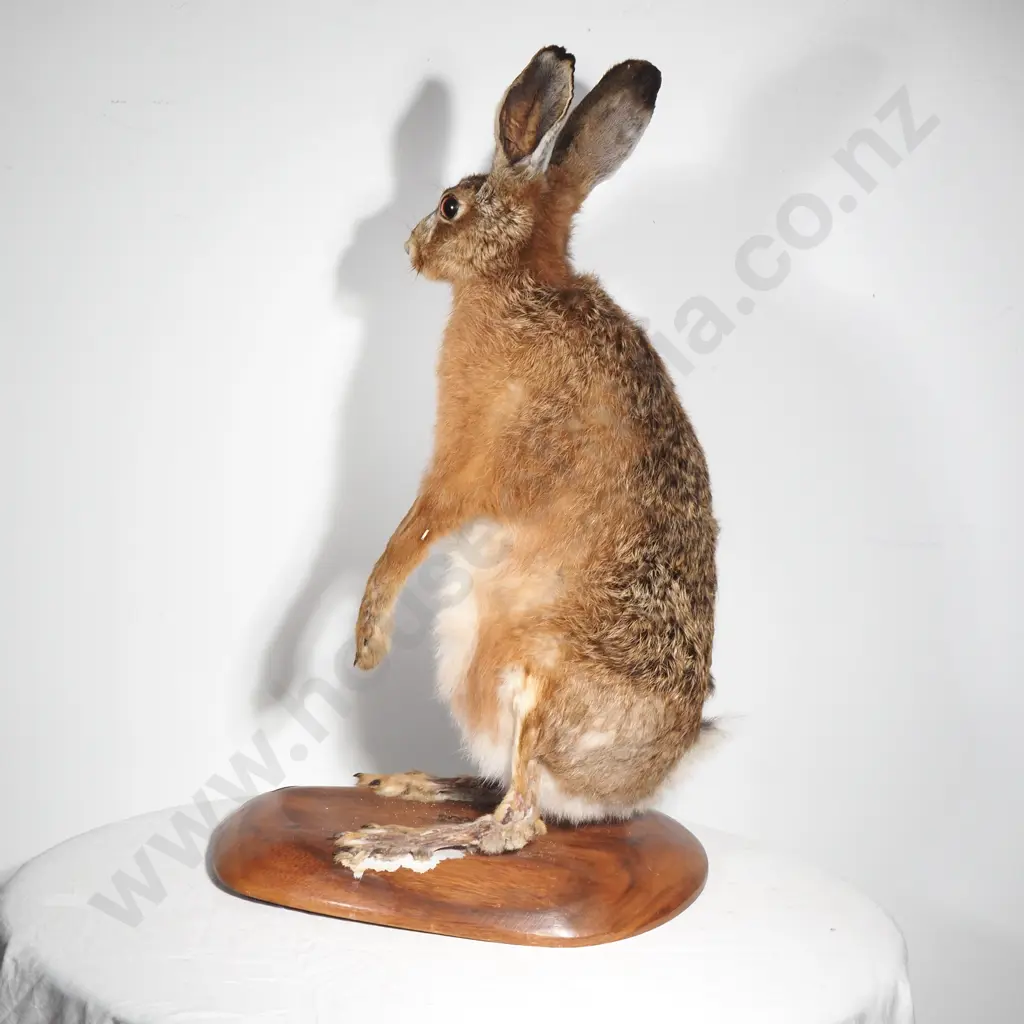 European Brown Hare on Wooden Base Image 1++
