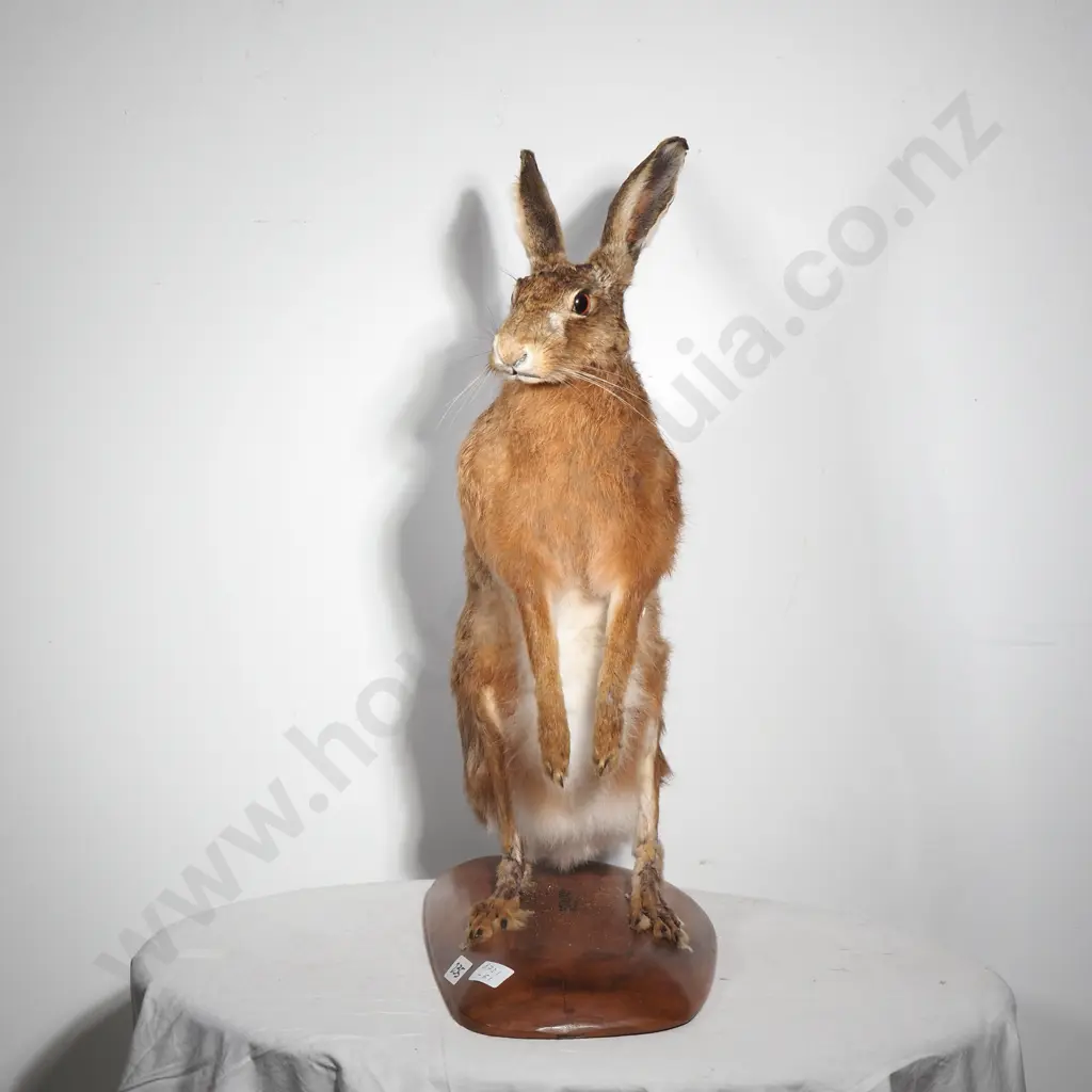 European Brown Hare on Wooden Base Image 1++