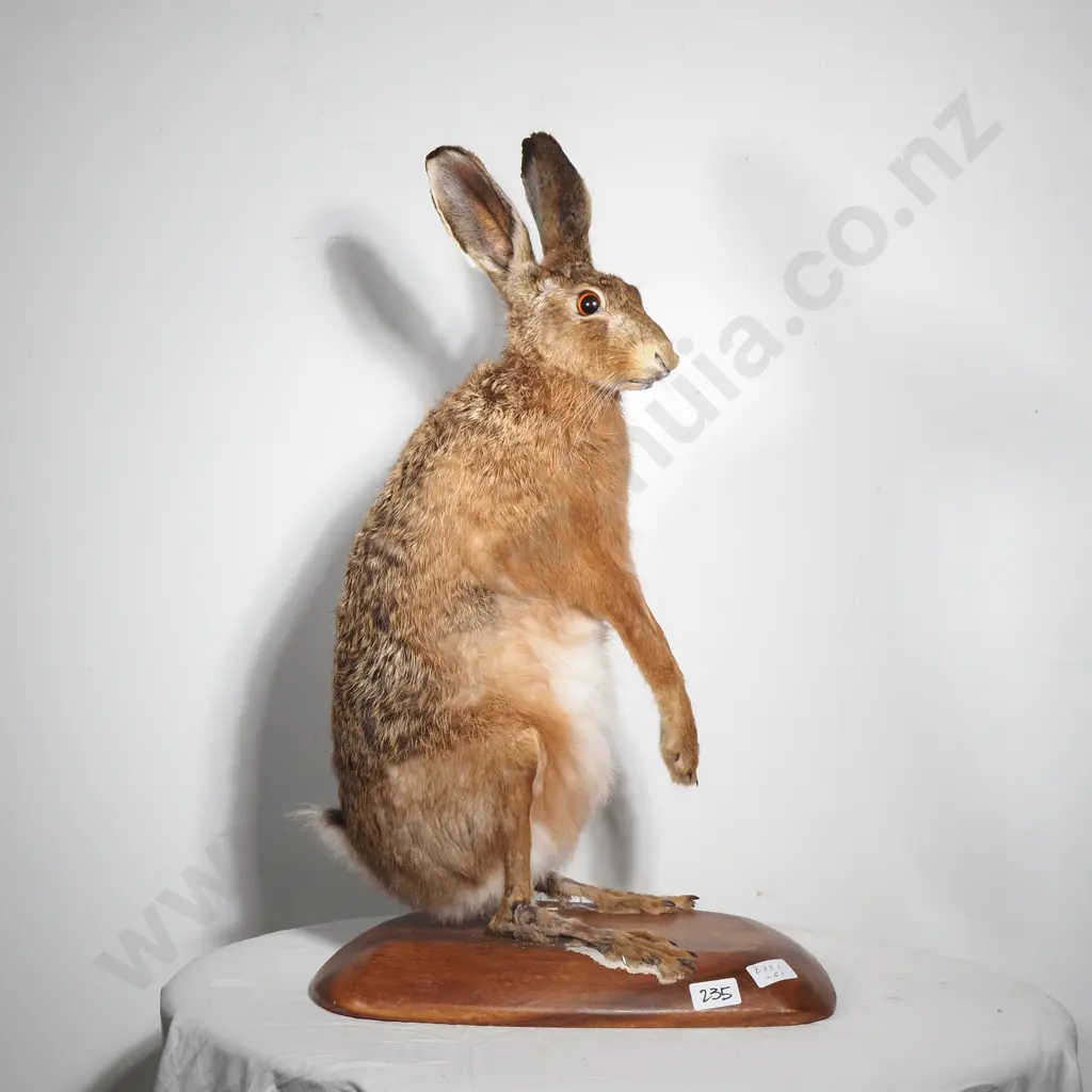 European Brown Hare on Wooden Base Image 1++
