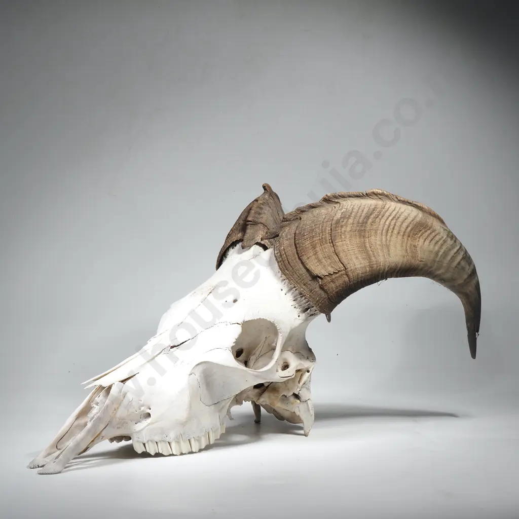 Himalayan Tahr Skull and Horns Image 1++
