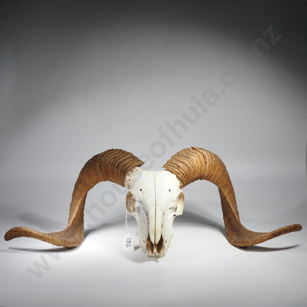 Ram Skull with Curved Horns Image 1++
