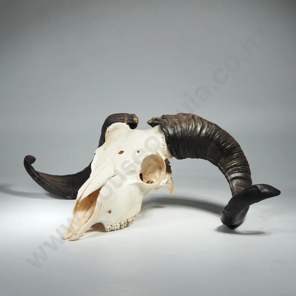 Icelandic Sheep Skull and Horns Image 1++