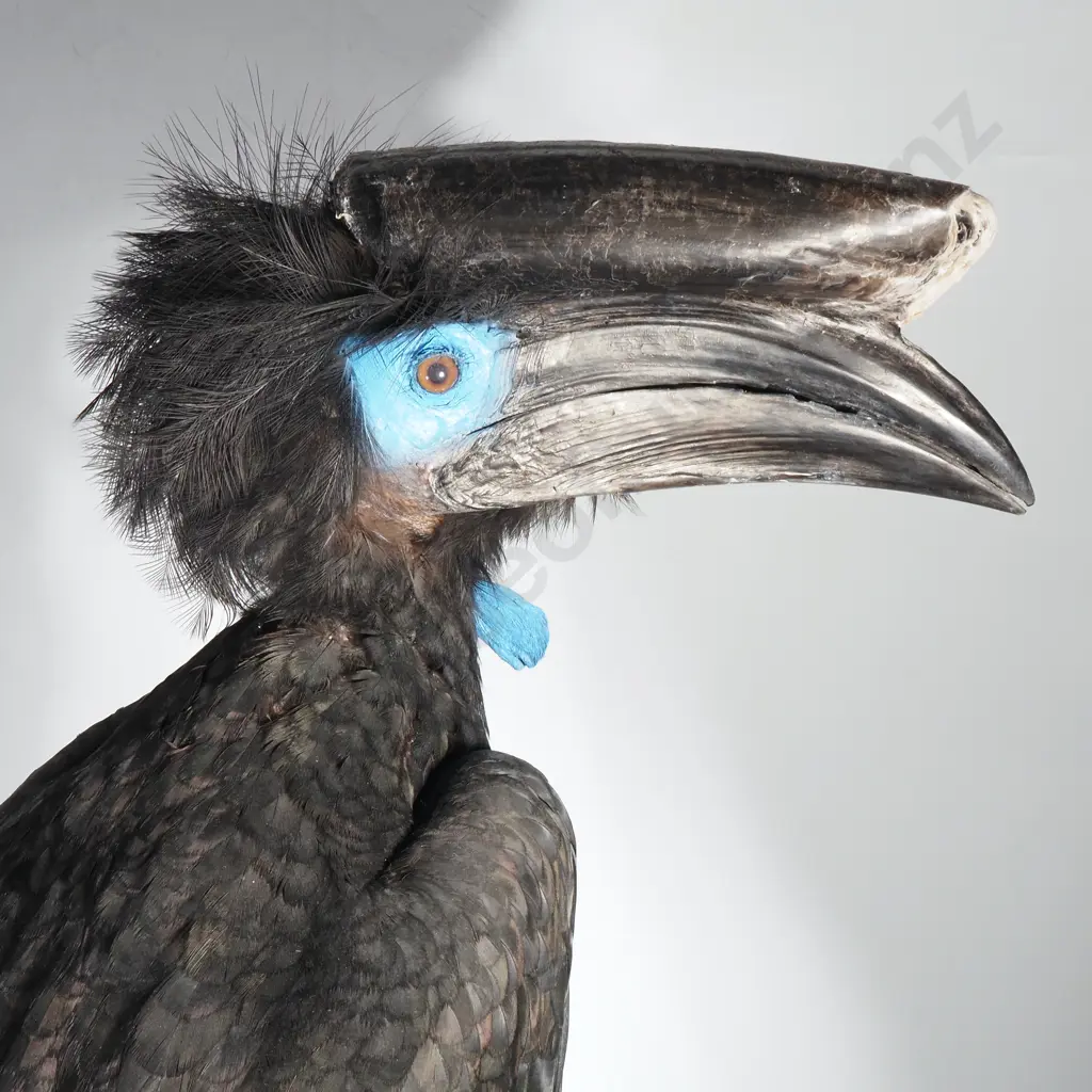 Full Mount of a Perched Black Wattled Hornbill Image 1++