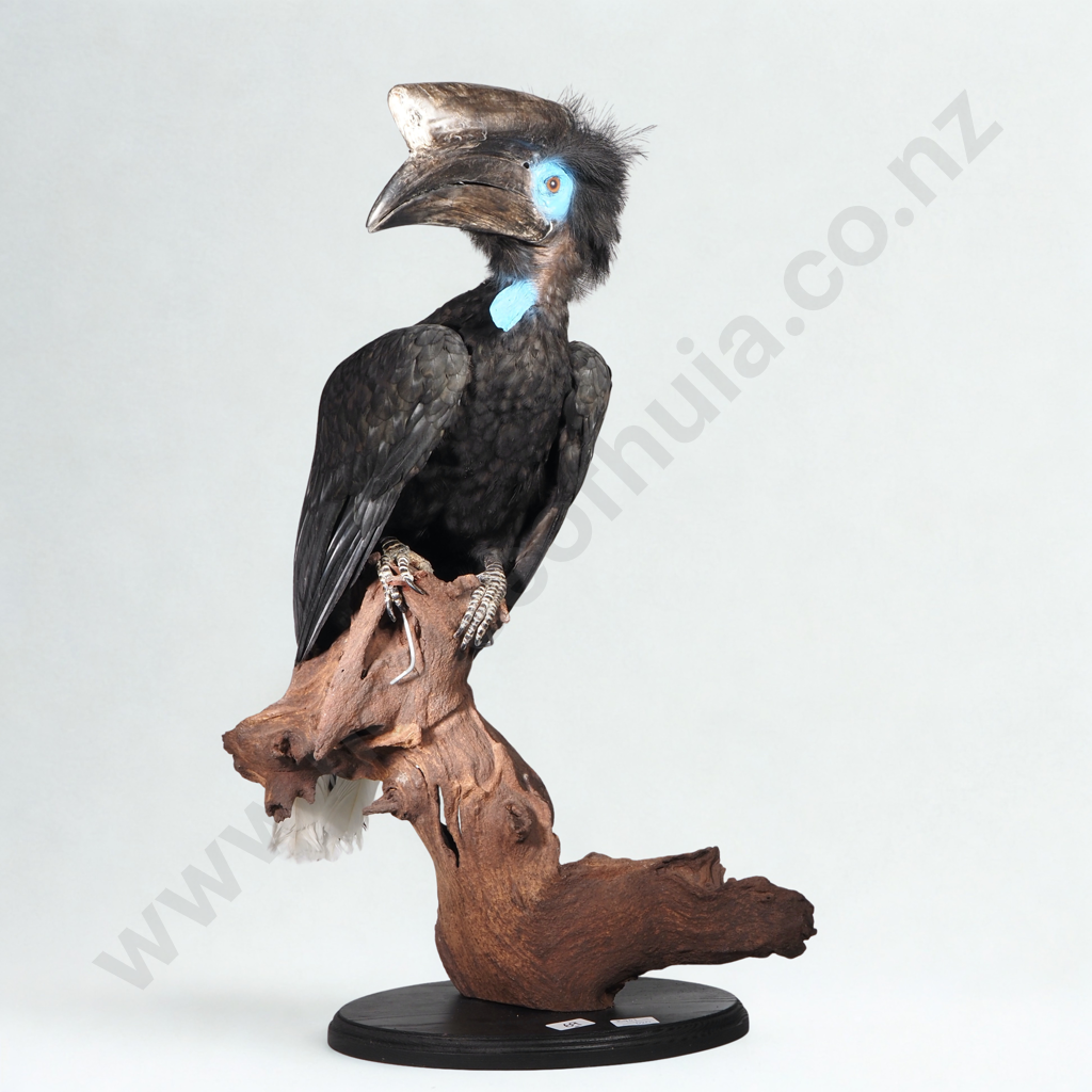 Full Mount of a Perched Black Wattled Hornbill Image 1++