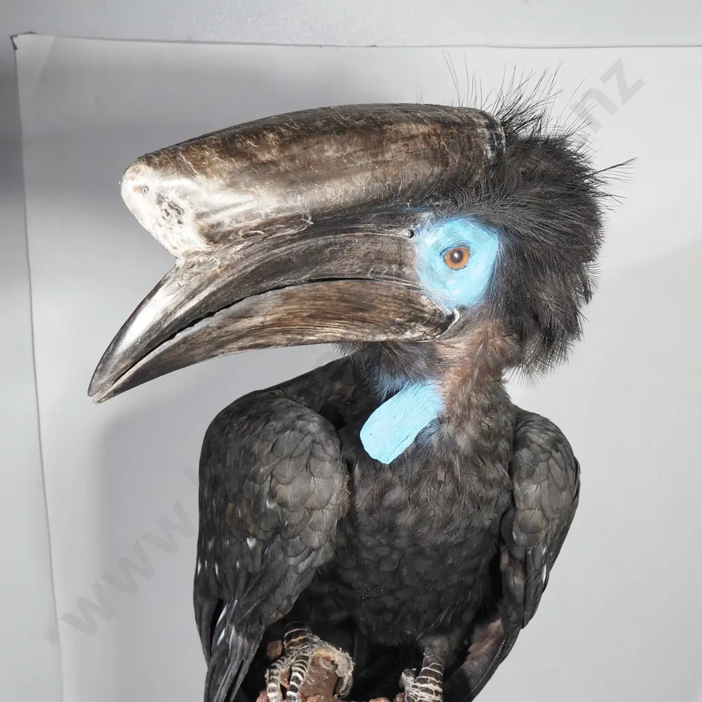 Full Mount of a Perched Black Wattled Hornbill Image 1++