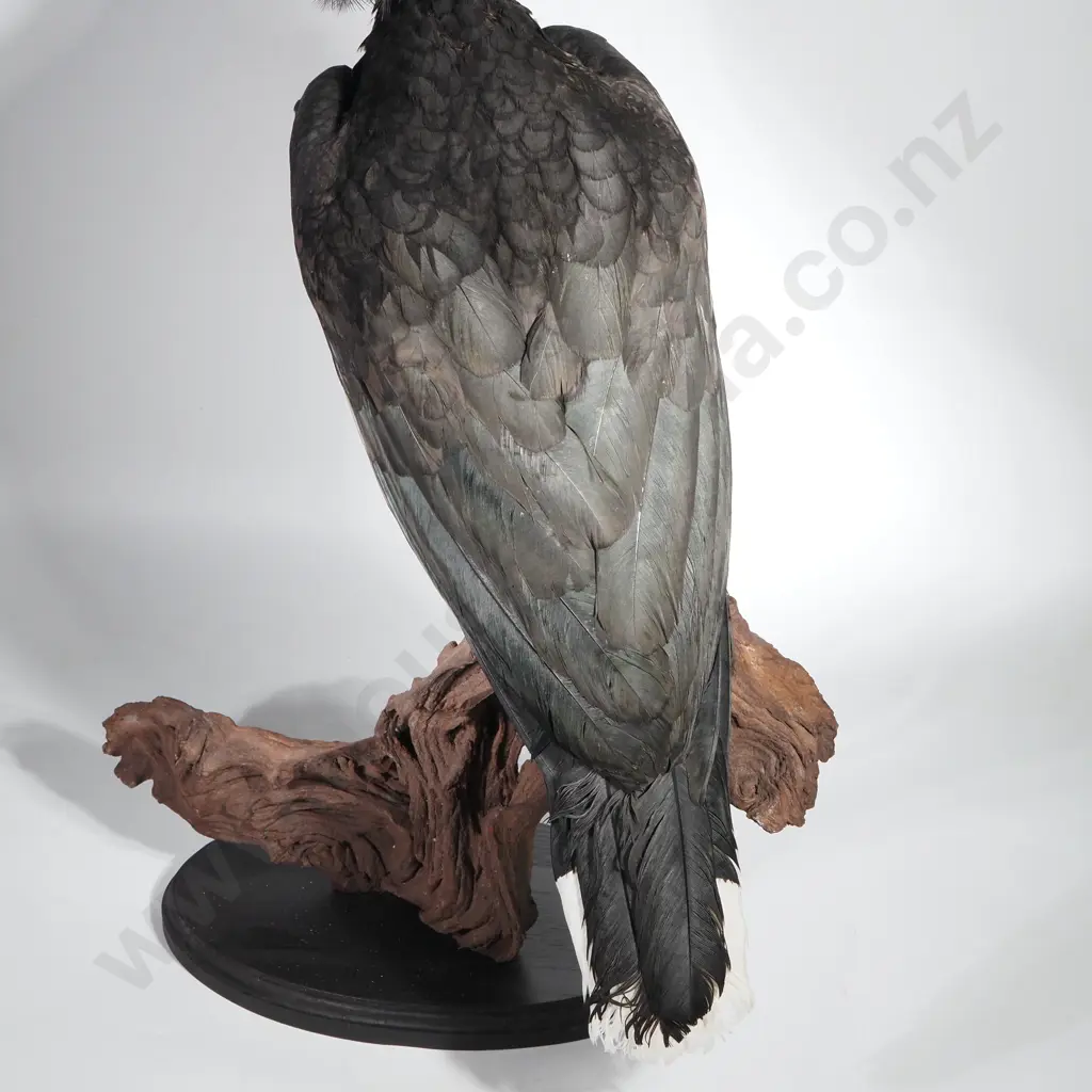 Full Mount of a Perched Black Wattled Hornbill Image 1++