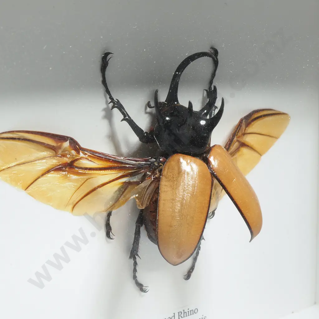 Framed Taxidermy Display Featuring a Five Horned Rhino (Eupatorus Gracilicornis) Image 1++