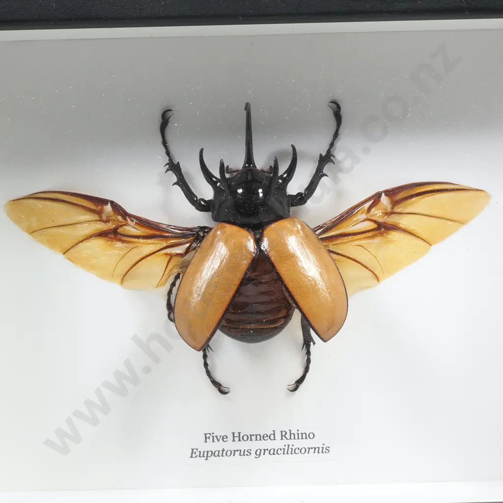 Framed Taxidermy Display Featuring a Five Horned Rhino (Eupatorus Gracilicornis) Image 1++