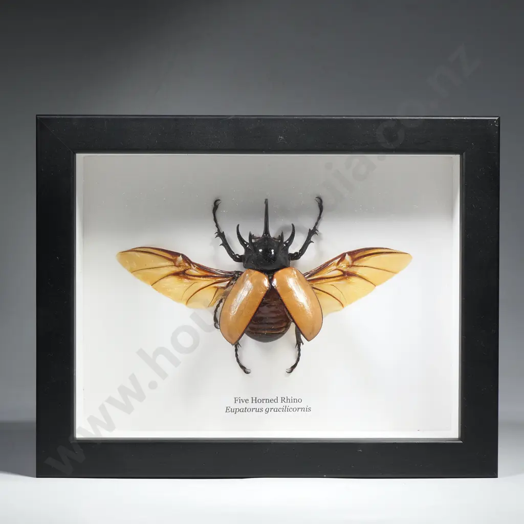 Framed Taxidermy Display Featuring a Five Horned Rhino (Eupatorus Gracilicornis) Image 1++