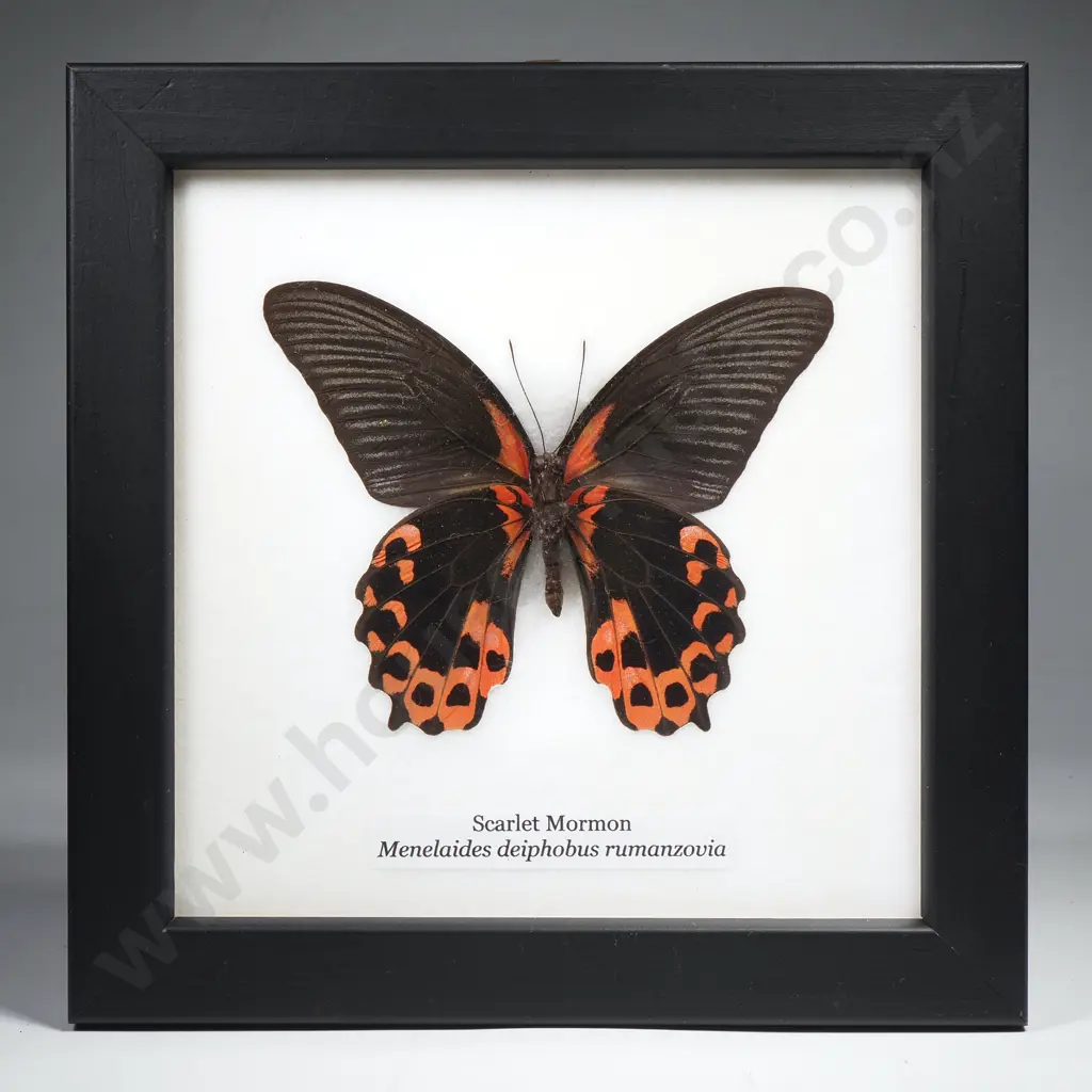 Framed Taxidermy Display Featuring a Scarlet Mormon Image 1++