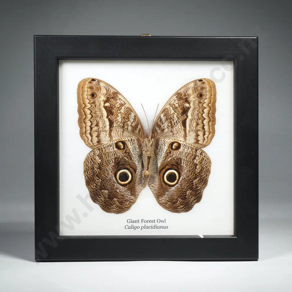 Framed Taxidermy Display Featuring a Giant Forest Owl Butterfly Image 1++