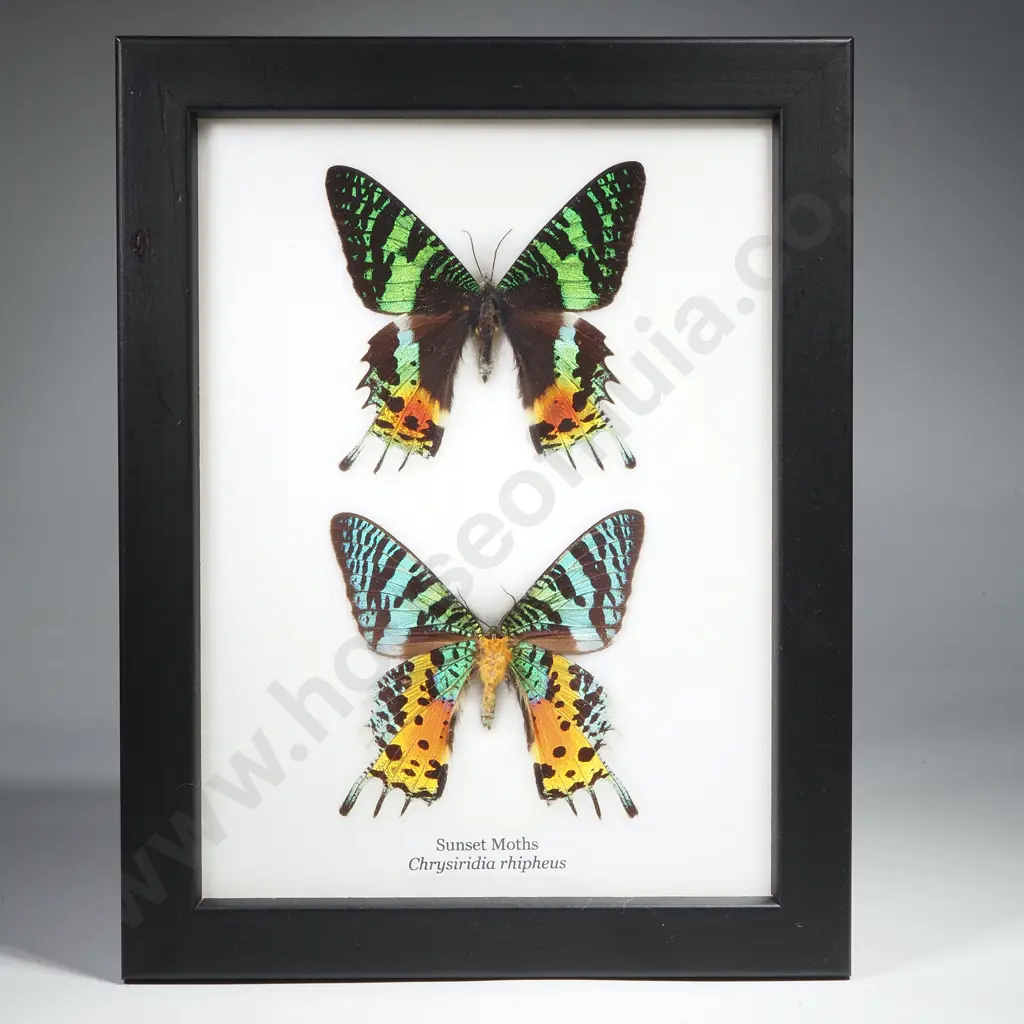 Framed Taxidermy Display Featuring Two Sunset Moths (Chrysiridia Rhipheus) Image 1++