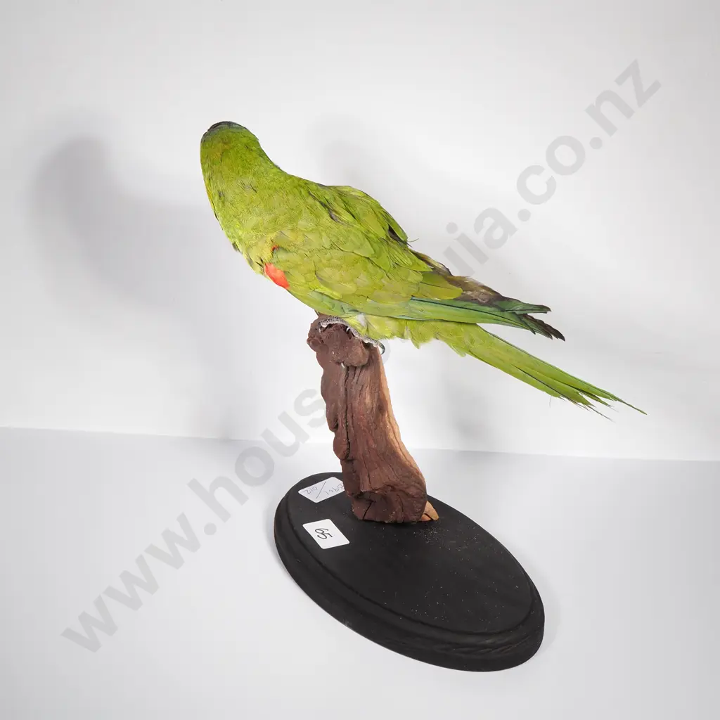 Wall Mount of a Perched Red Shouldered Macaw Image 1++